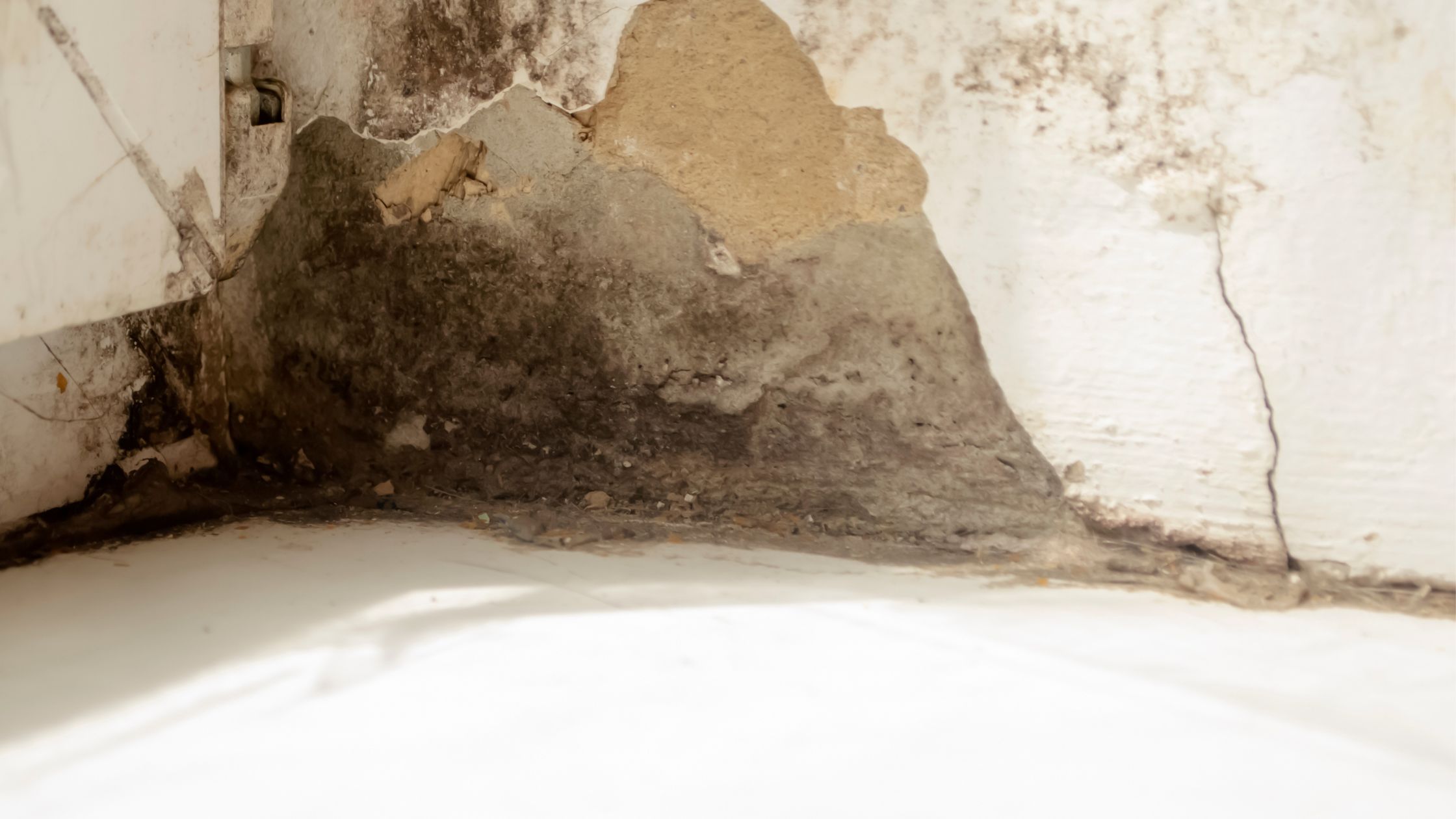 Expert Humidité Lorient - Humidité Mur - Moisissures sur Mur